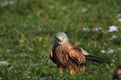 Red kite perching on a field