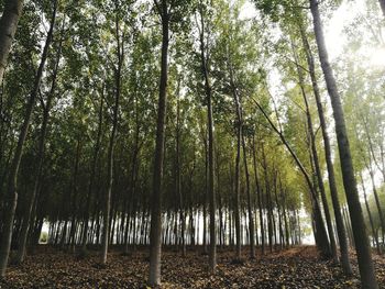 View of bamboo trees in forest