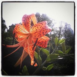 Close-up of flower blooming