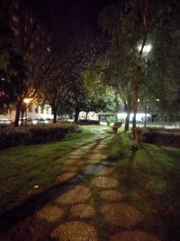 Illuminated trees at night