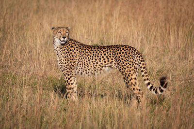 Side view of cheetah standing on field in forest