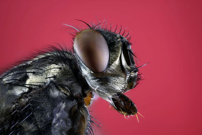 Close-up of an insect over red background