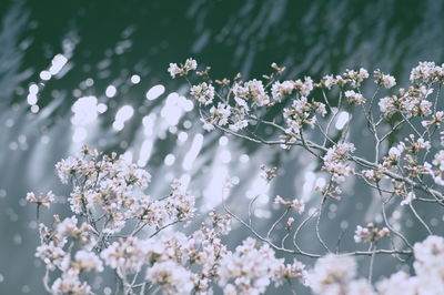Close-up of white cherry blossom tree