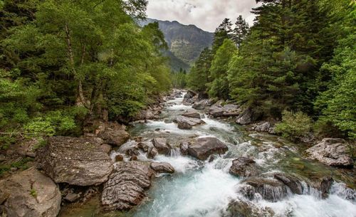 Stream flowing through rocks in forest