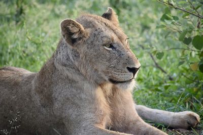 Close-up of a cat looking away