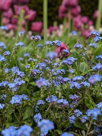 Close-up of purple flowering plants on field
