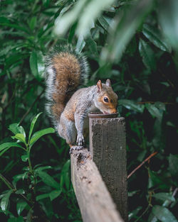 Close-up of squirrel on a fence eating nuts in a forest