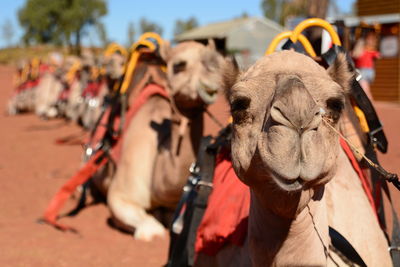 Camels relaxing on field