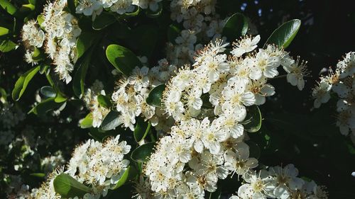 Close-up of white flowers