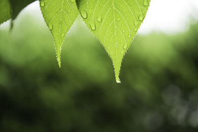 Close-up of green leaves