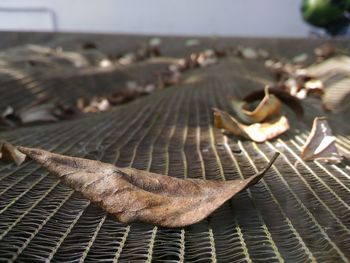 Close-up of dry leaves on fishnet