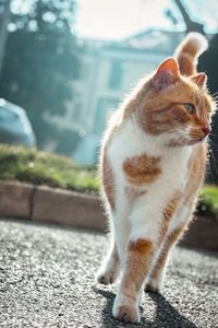 Close-up of a cat looking away