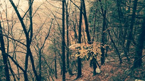 Bare trees in forest