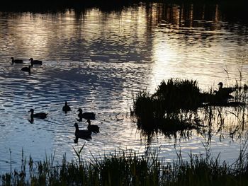 Swans swimming in lake