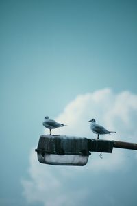 View of seagull perching on city lamp