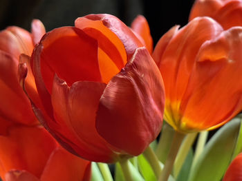 Close-up of red tulip