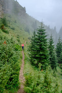 Rear view of man walking on mountain in forest