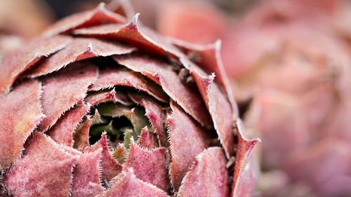 Close-up of pink flower