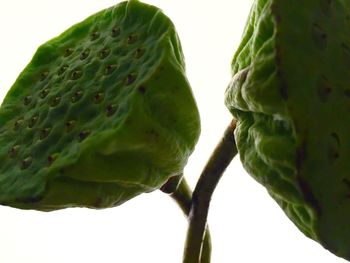 Close-up of leaf over white background