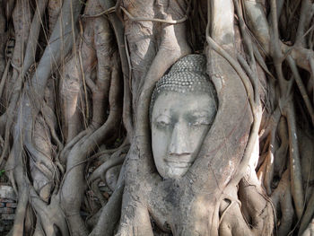 Close-up of buddha statue in tree root 