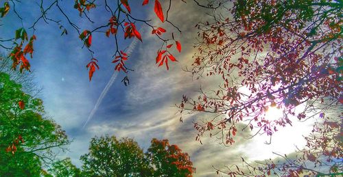 Low angle view of trees against sky