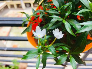 Close-up of potted plant