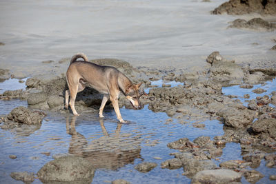 Dog drinking water from beach