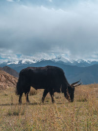 Horse standing in a field