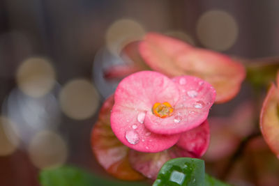 Close-up of wet pink flower