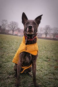 Portrait of dog standing on field