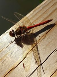 Close-up of insect