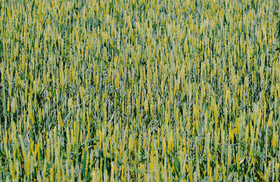 Full frame shot of yellow flowering plants on field