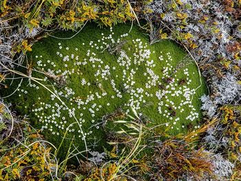 High angle view of leaves floating on water