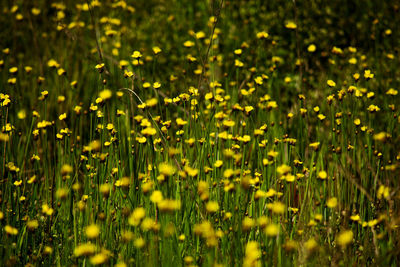 Close-up of yellow flowering plants on field