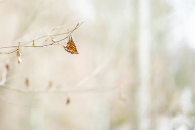 Close-up of insect on plant