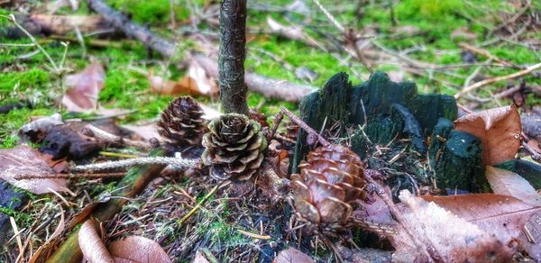 Close-up of mushrooms growing on tree trunk