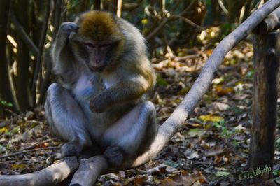 Monkey sitting in forest