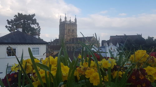 Yellow flowering plants by building against sky