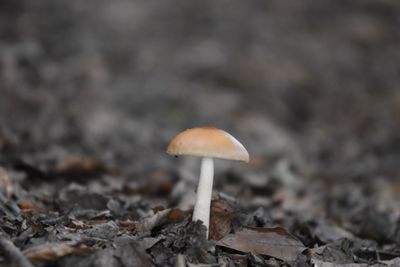 Close-up of mushroom growing on field