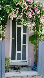 Potted plant by window
