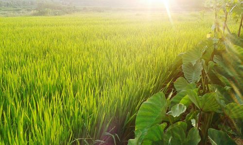 Sun shining through green field