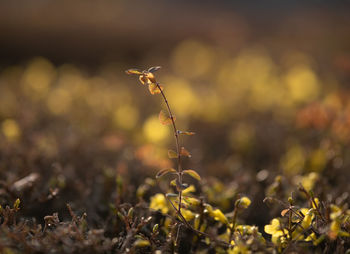 Close-up of plant on field