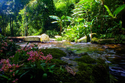 Scenic view of waterfall in forest against sky