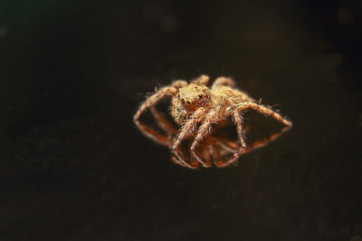 Close-up of spider on web against black background