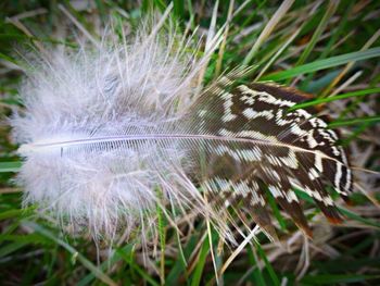 Close-up of dandelion