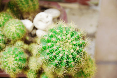 Cactus blurry photo taken from a top corner up close the trunk is circular adorned with white stones