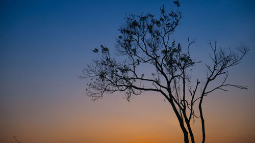 Low angle view of silhouette trees against clear sky