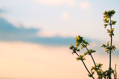 Close-up of flowering plant against sky