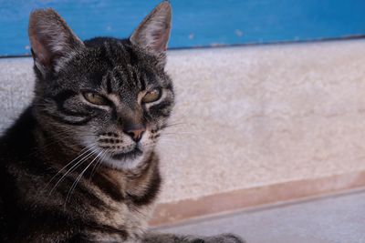 Close-up of a cat looking away