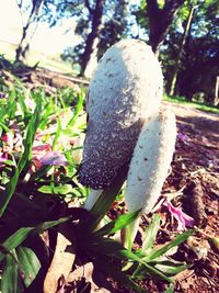 Close-up of mushroom growing on field